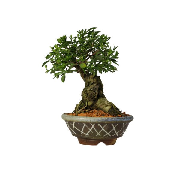 Bonsai de Jasmim Amarelo - Jasminum mesnyi - 18 anos - Imagem 2