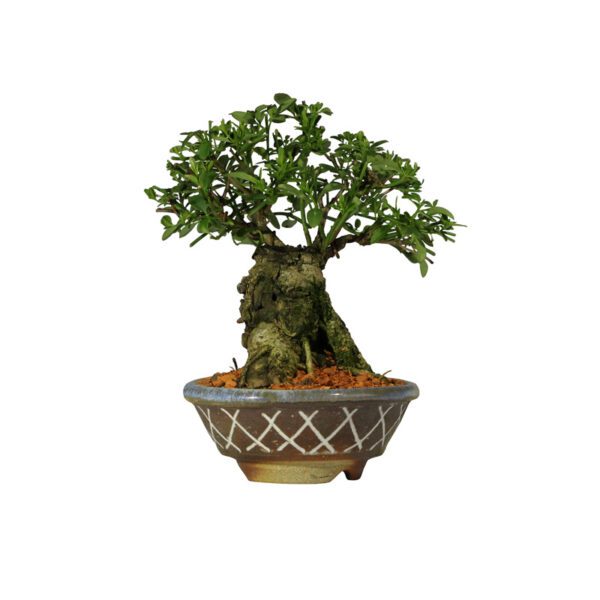 Bonsai de Jasmim Amarelo - Jasminum mesnyi - 18 anos - Imagem 3