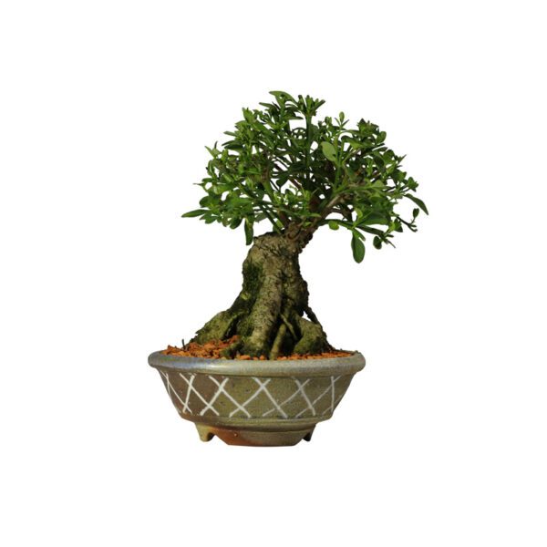 Bonsai de Jasmim Amarelo - Jasminum mesnyi - 18 anos - Imagem 4