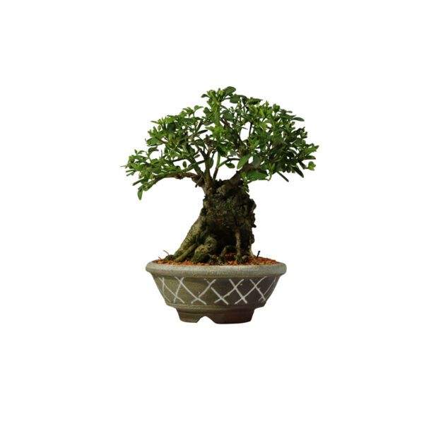 Bonsai de Jasmim Amarelo - Jasminum mesnyi - 18 anos