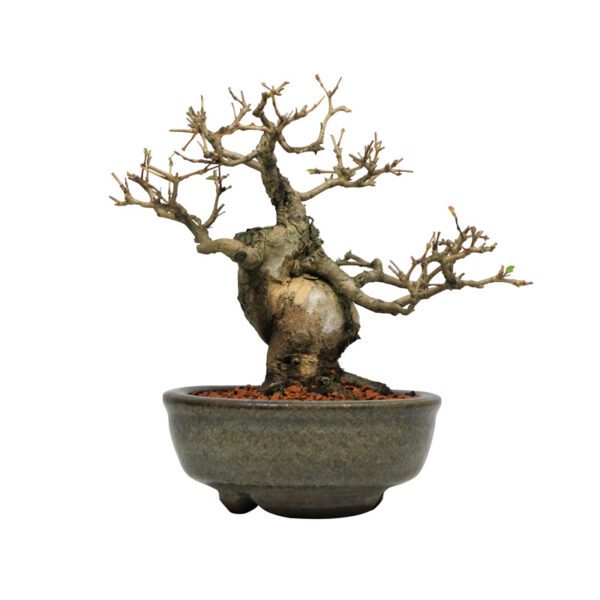 Bonsai de Pitangueira + Bonsai de Procumbens