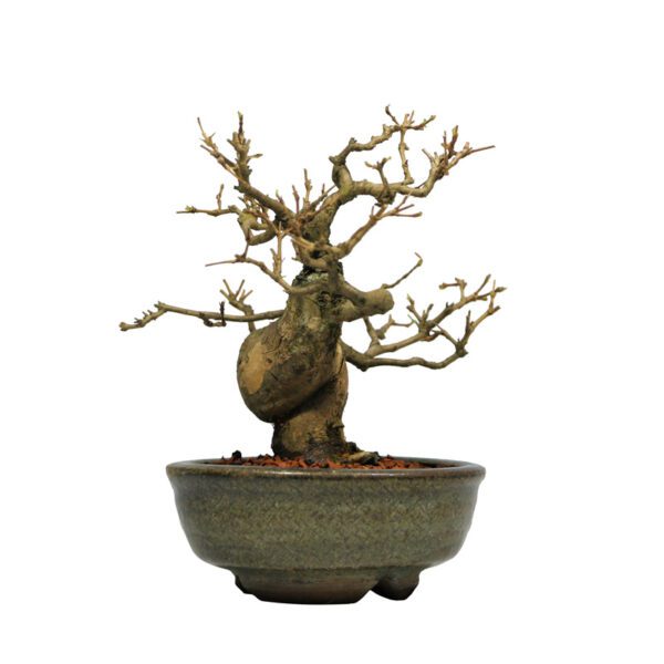Bonsai de Pitangueira + Bonsai de Procumbens - Imagem 4