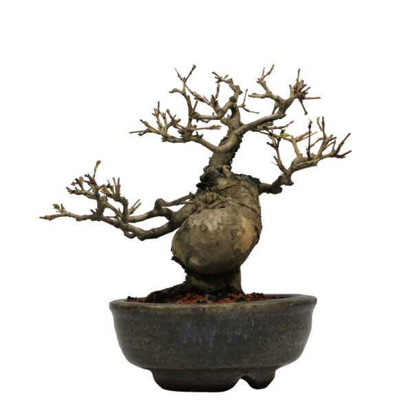 Bonsai de Pitangueira + Bonsai de Procumbens - Imagem 3