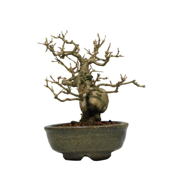 Bonsai de Pitangueira + Bonsai de Procumbens - Imagem 2