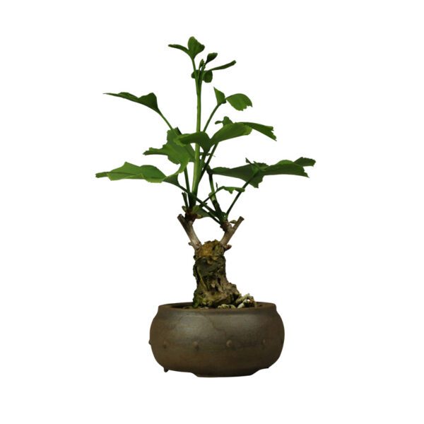 Bonsai de Ginkgo Biloba - Imagem 5