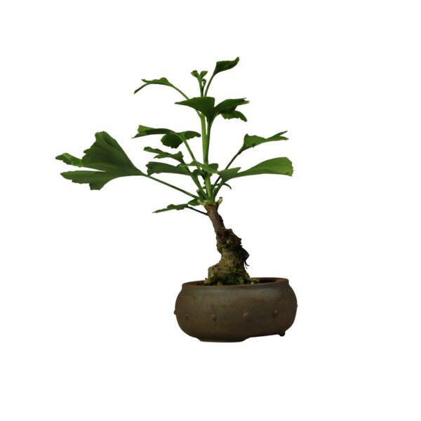Bonsai de Ginkgo Biloba - Imagem 4