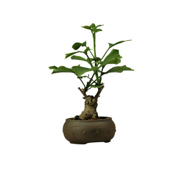 Bonsai de Ginkgo Biloba - Imagem 2