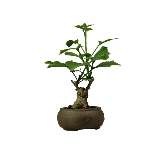 Bonsai de Ginkgo Biloba - Imagem 3