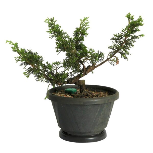 Pré Bonsai Shimpaku Itoigawa (nº 24) - Imagem 3
