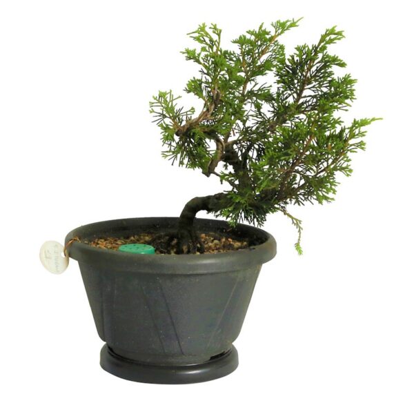 Pré Bonsai Shimpaku Itoigawa (nº 24) - Imagem 4