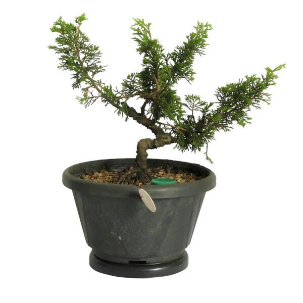 Pré Bonsai Shimpaku Itoigawa (nº 24)