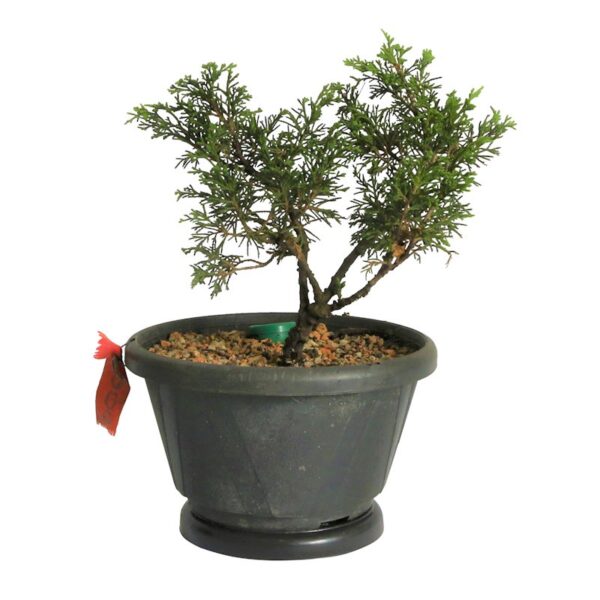 Pré Bonsai Shimpaku Itoigawa (nº06) - Imagem 3