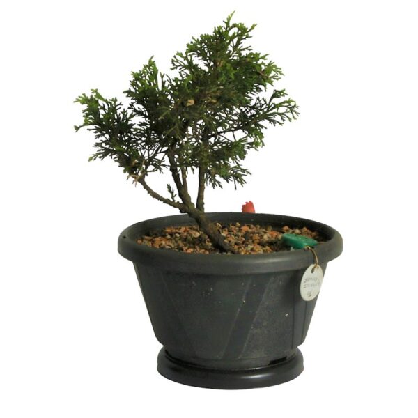 Pré Bonsai Shimpaku Itoigawa (nº06)