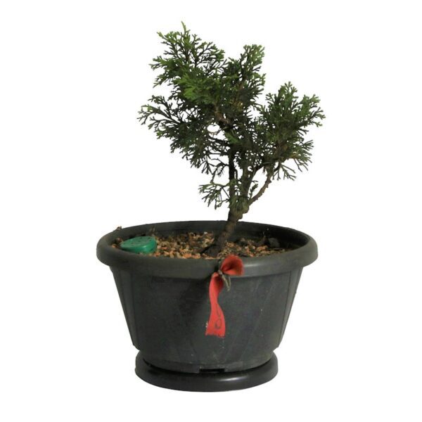 Pré Bonsai Shimpaku Itoigawa (nº06) - Imagem 4