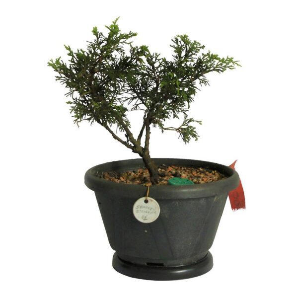 Pré Bonsai Shimpaku Itoigawa (nº06) - Imagem 2