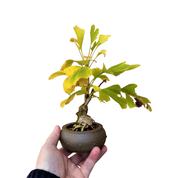 Bonsai de Ginkgo Biloba