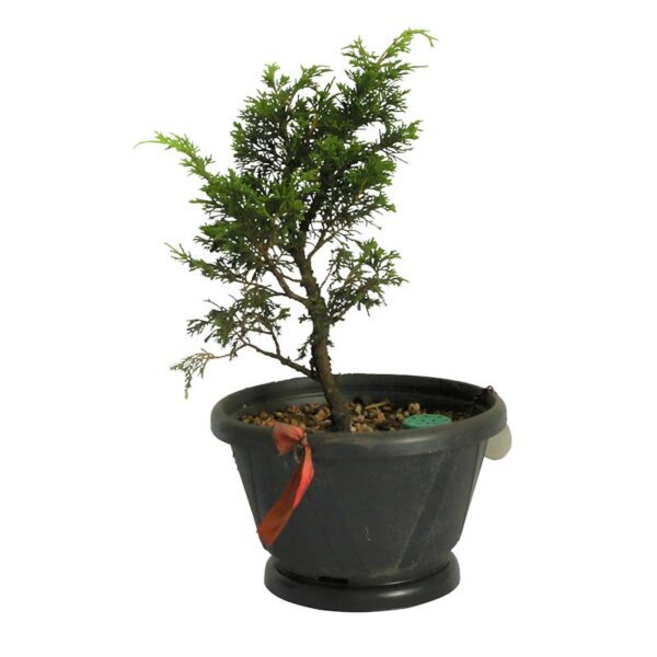 Pré Bonsai Shimpaku Itoigawa (nº 08) - Imagem 2