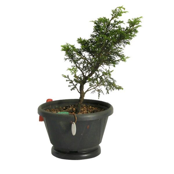Pré Bonsai Shimpaku Itoigawa (nº 08) - Imagem 3