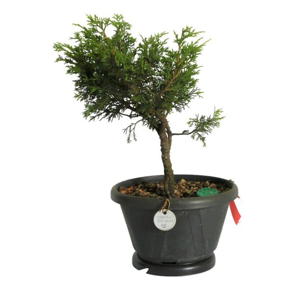 Pré Bonsai Shimpaku Itoigawa (nº 08) - Imagem 4