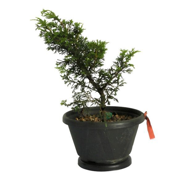 Pré Bonsai Shimpaku Itoigawa (nº 08)