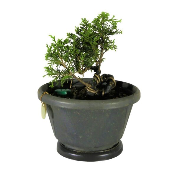 Pré Bonsai Shimpaku Itoigawa (nº 07) - Imagem 2