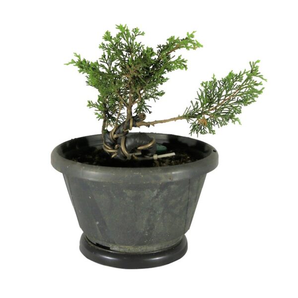Pré Bonsai Shimpaku Itoigawa (nº 07)