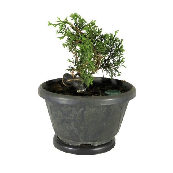 Pré Bonsai Shimpaku Itoigawa (nº 07) - Imagem 3