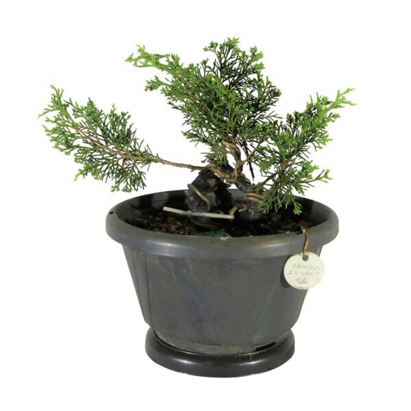 Pré Bonsai Shimpaku Itoigawa (nº 07) - Imagem 4