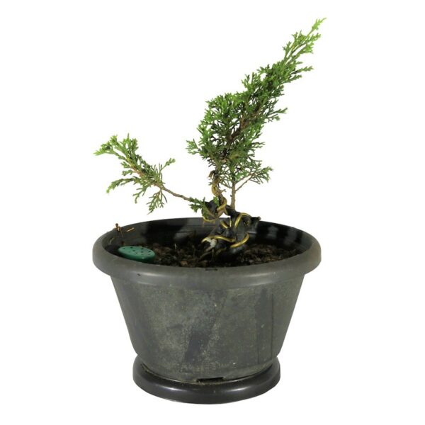 Pré Bonsai Shimpaku Itoigawa (nº 22) - Imagem 4
