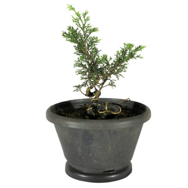 Pré Bonsai Shimpaku Itoigawa (nº 22) - Imagem 3