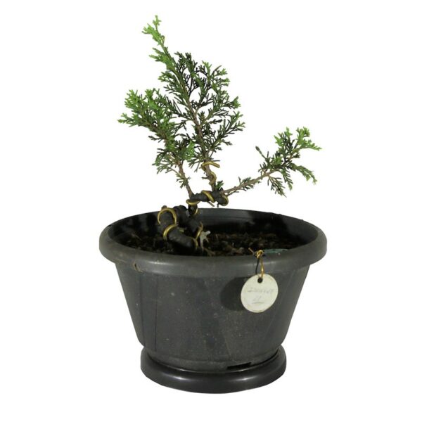 Pré Bonsai Shimpaku Itoigawa (nº 22) - Imagem 2