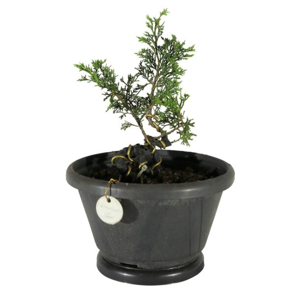 Pré Bonsai Shimpaku Itoigawa (nº 22)