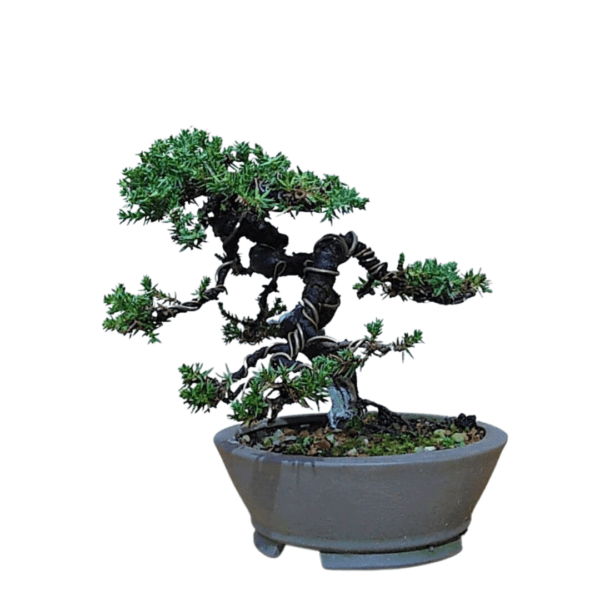 Bonsai de Pitangueira + Bonsai de Procumbens - Imagem 11
