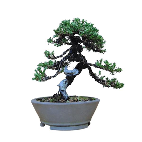 Bonsai de Pitangueira + Bonsai de Procumbens - Imagem 10
