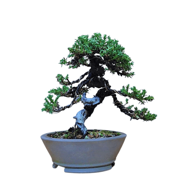 Bonsai de Pitangueira + Bonsai de Procumbens - Imagem 9