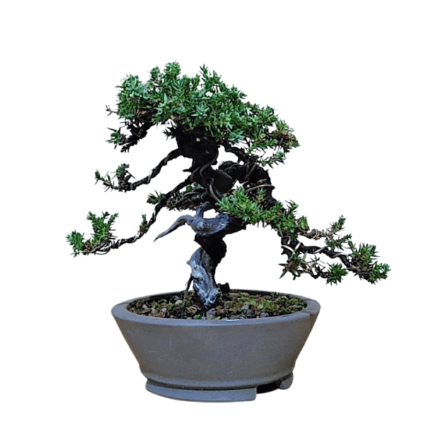 Bonsai de Pitangueira + Bonsai de Procumbens - Imagem 8