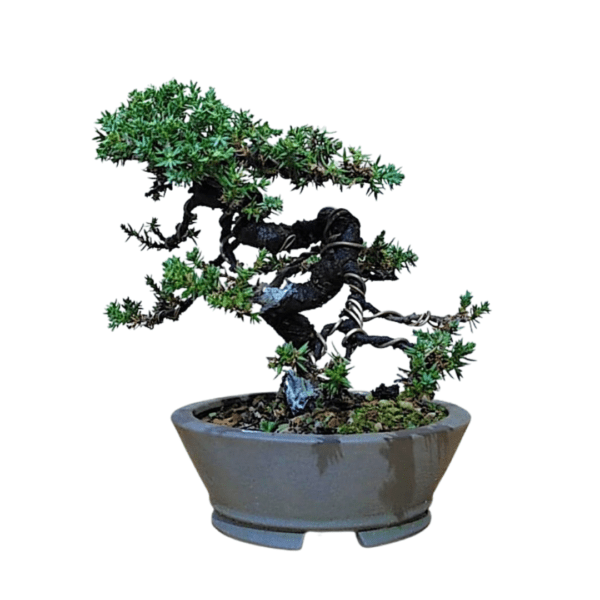 Bonsai de Pitangueira + Bonsai de Procumbens - Imagem 7