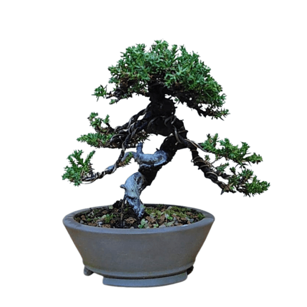 Bonsai de Pitangueira + Bonsai de Procumbens - Imagem 5