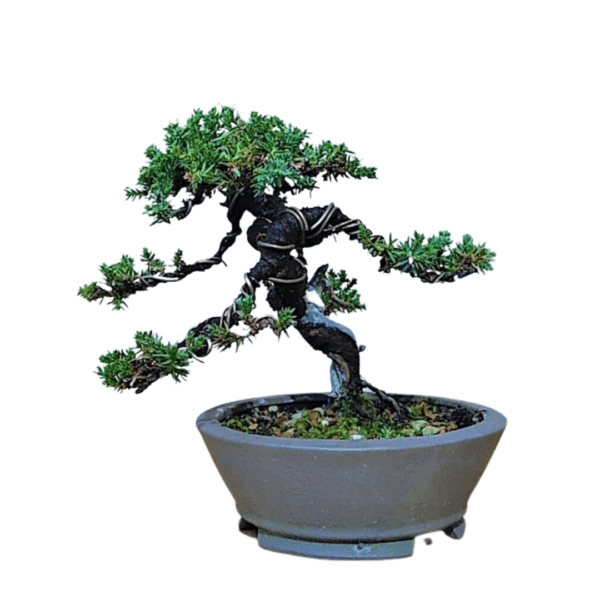 Bonsai de Pitangueira + Bonsai de Procumbens - Imagem 6