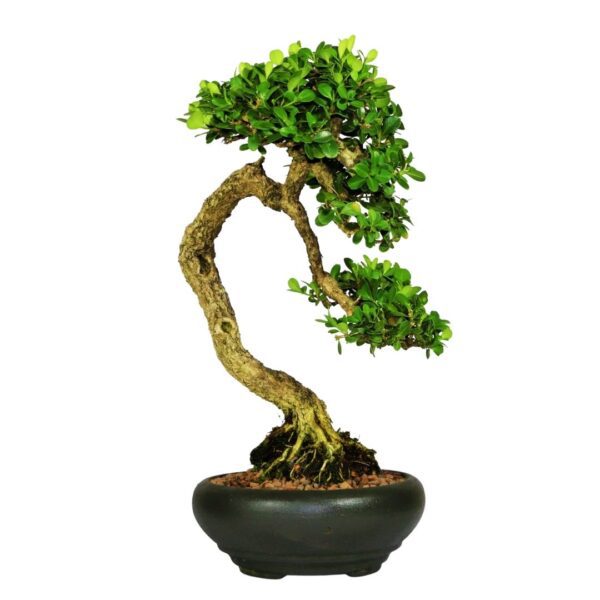 Bonsai de Buxinho no estilo Bunjingi
