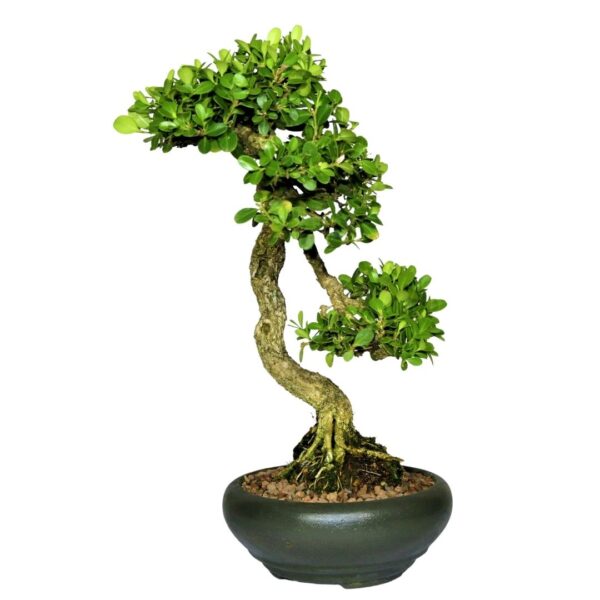 Bonsai de Buxinho no estilo Bunjingi - Imagem 2