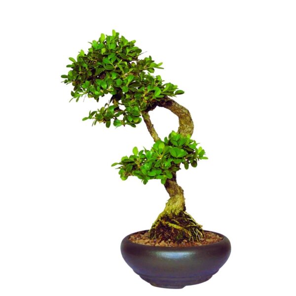 Bonsai de Buxinho no estilo Bunjingi - Imagem 3