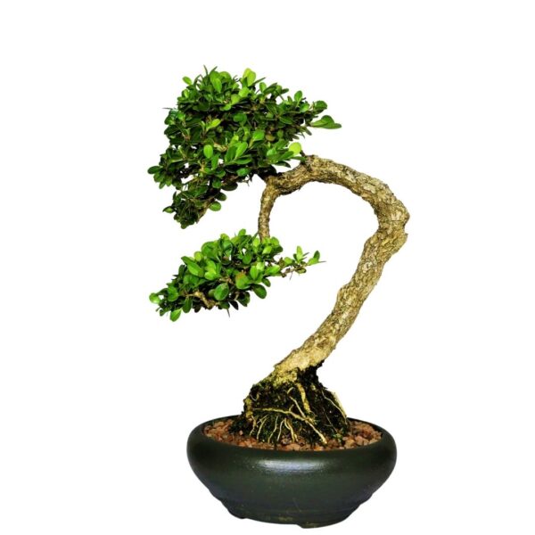 Bonsai de Buxinho no estilo Bunjingi - Imagem 4