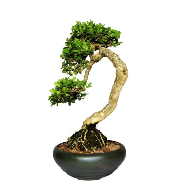 Bonsai de Buxinho no estilo Bunjingi - Imagem 5