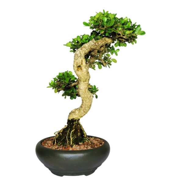 Bonsai de Buxinho no estilo Bunjingi - Imagem 6