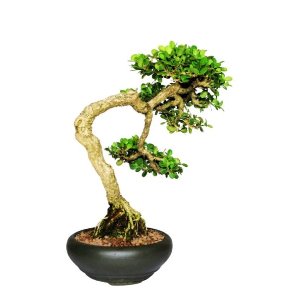 Bonsai de Buxinho no estilo Bunjingi - Imagem 7