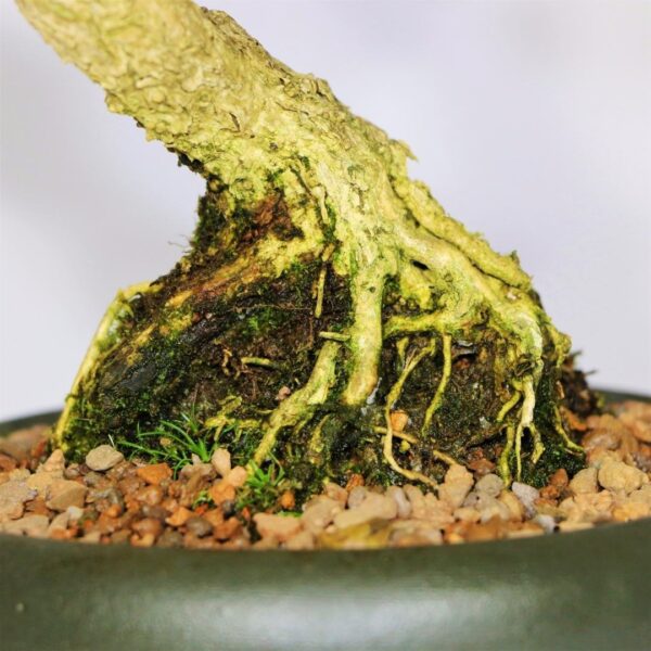 Bonsai de Buxinho no estilo Bunjingi - Imagem 8
