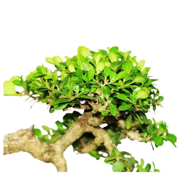 Bonsai de Buxinho no estilo Bunjingi - Imagem 9