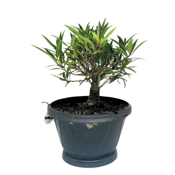 Ficus Nerifolia Pré-Bonsai - Planta preparada para Bonsai - Cód. 02 - Imagem 2