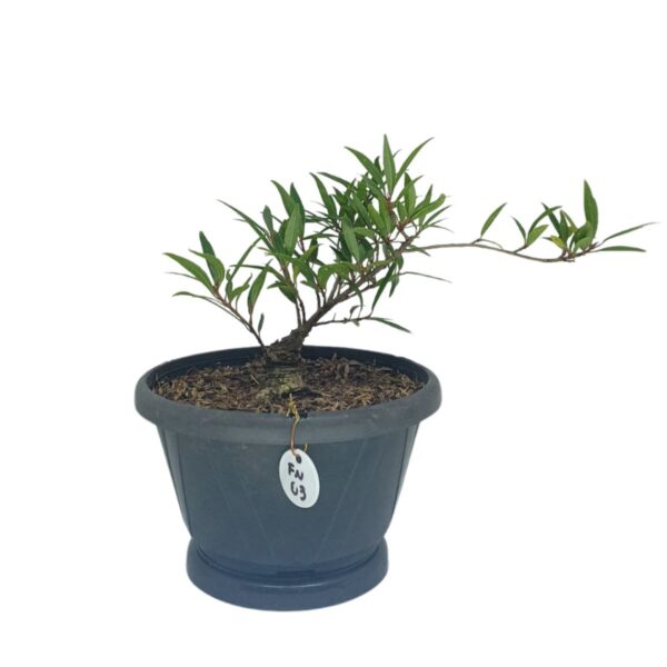 Ficus Nerifolia Pré-Bonsai - Planta preparada para Bonsai - Cód. 03